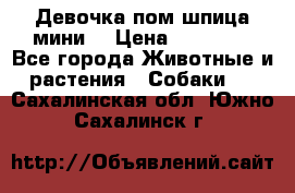 Девочка пом шпица мини  › Цена ­ 30 000 - Все города Животные и растения » Собаки   . Сахалинская обл.,Южно-Сахалинск г.